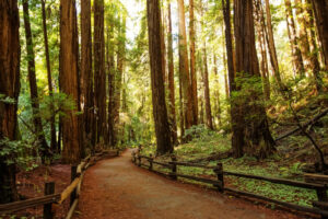 Muir woods, California